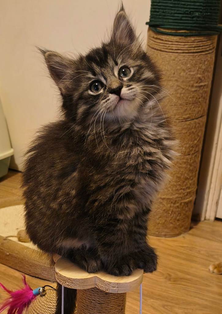 Beautiful Ragcoon kittens - Ragdoll/Maine Coon mix