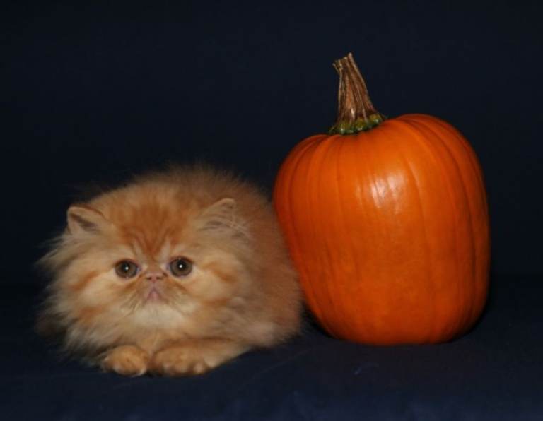 Red persian kittens for sale