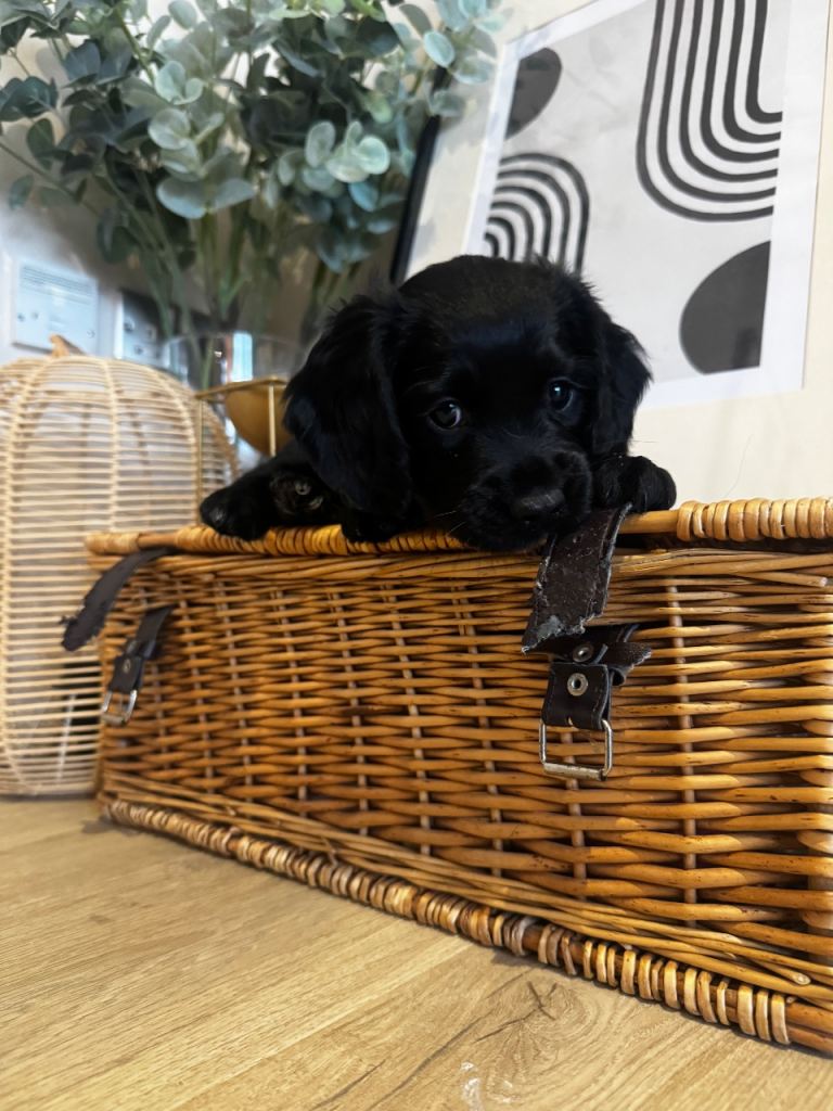 Cocker Spaniel Puppies looking for forever homes 