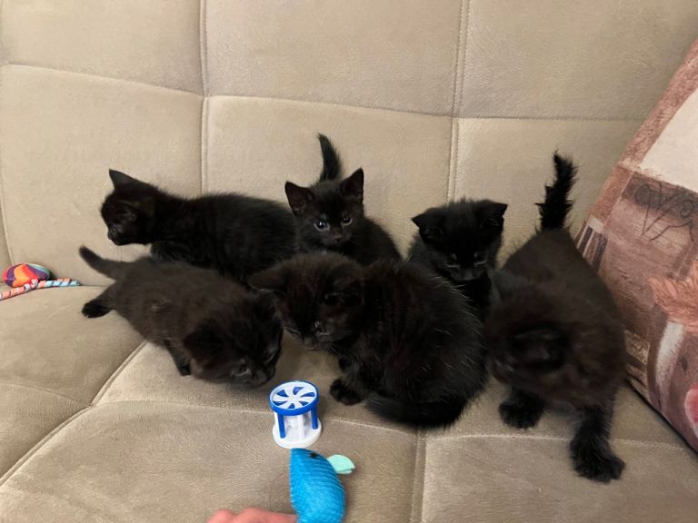 Black kittens for sale 