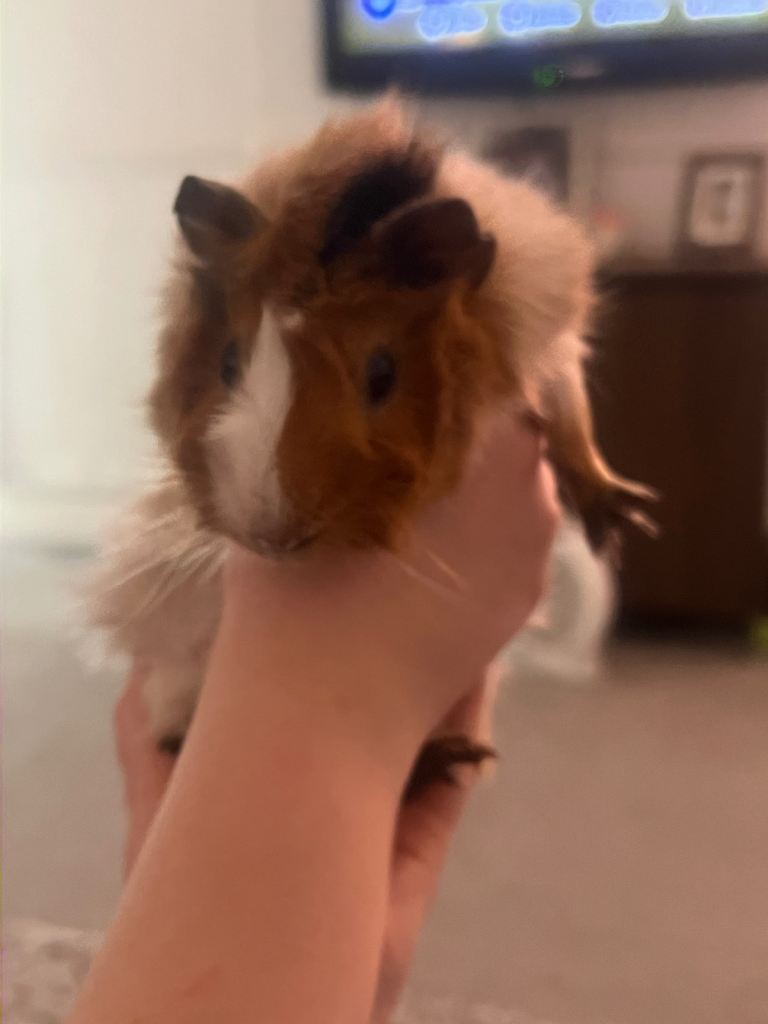 2 Guinea Pigs (Brothers)