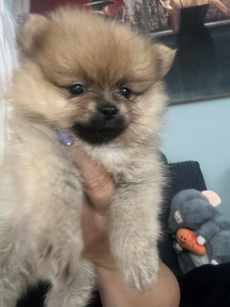 Adorable Pomeranian Puppy Looking for a Loving Home