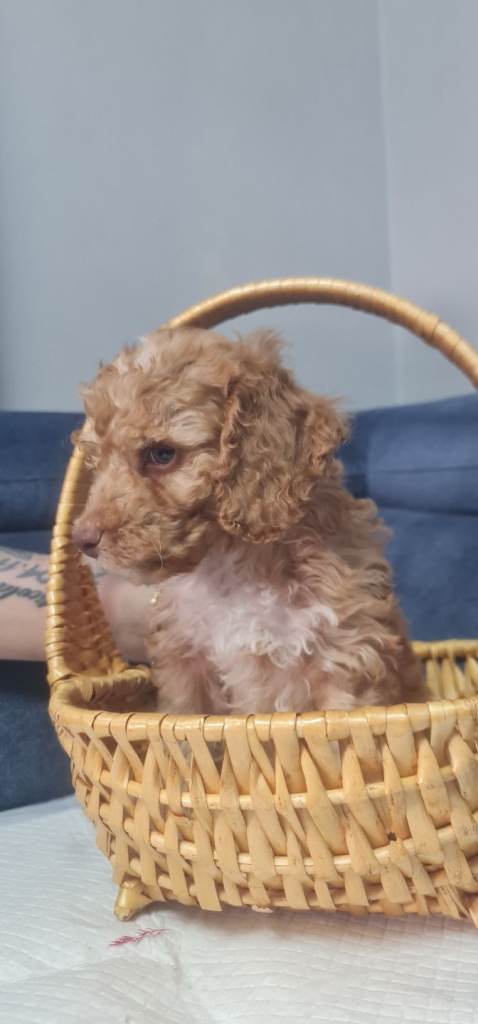 READY NOW!!!! COCKAPOO PUPPIES 🐶 😍 