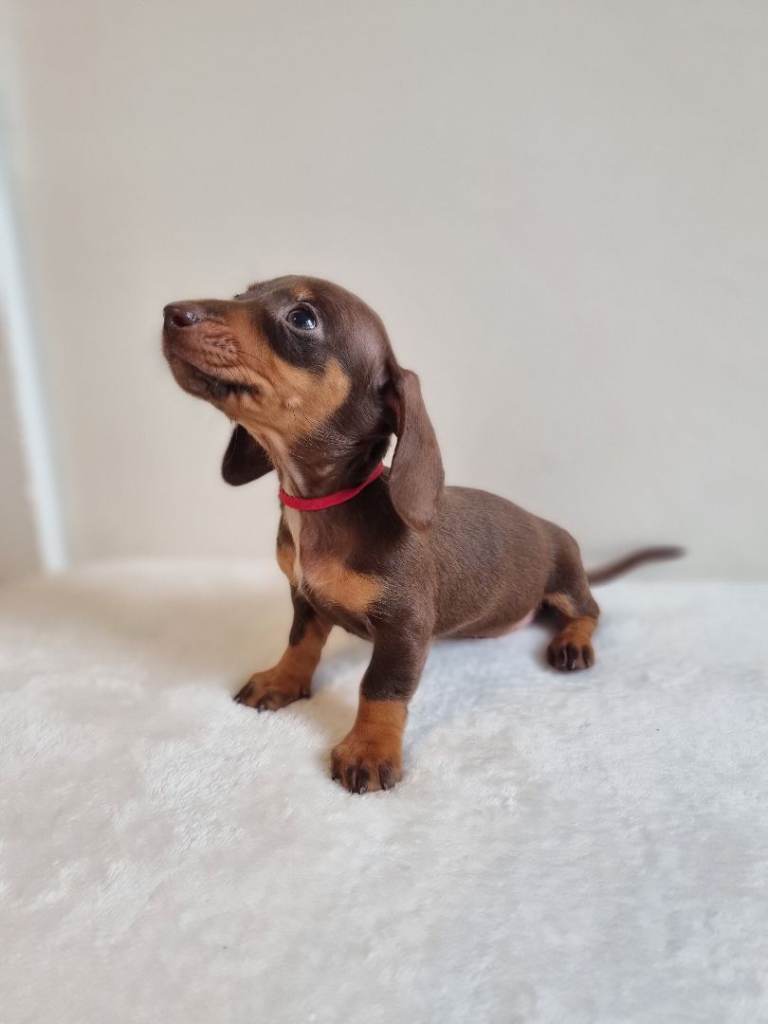 Beautiful Miniature Dachshund Puppies – Isabella & Chocolate & Tan