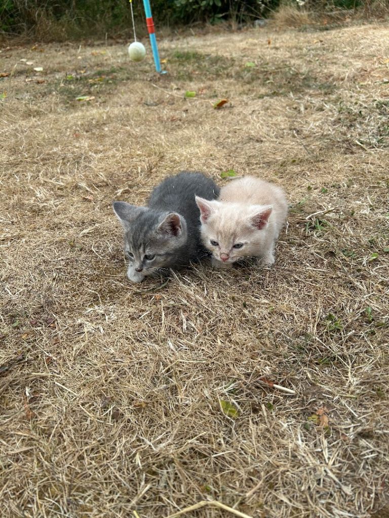 Kittens