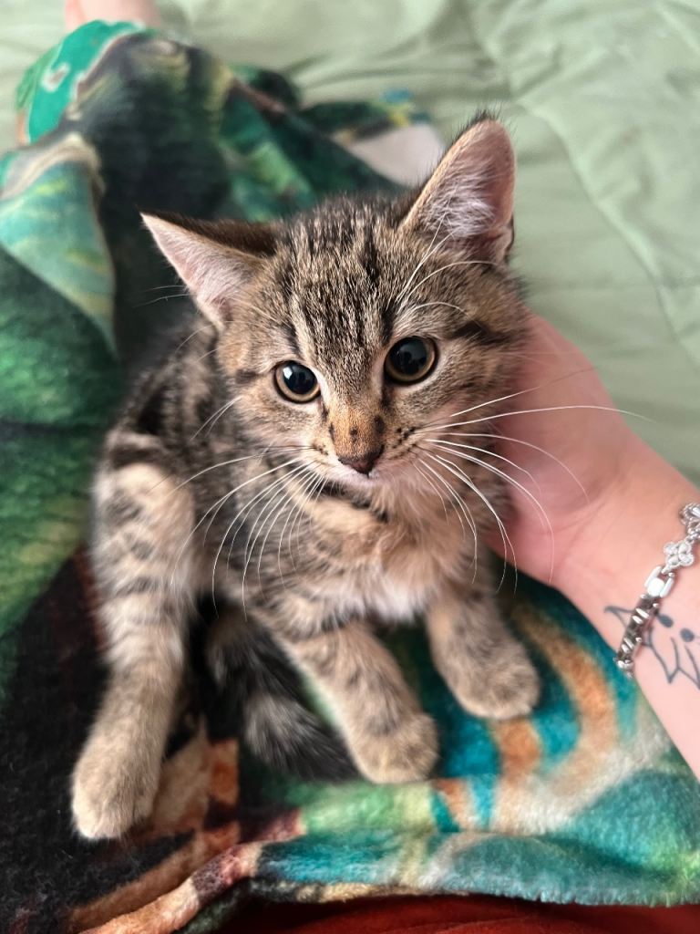 Tabby cat