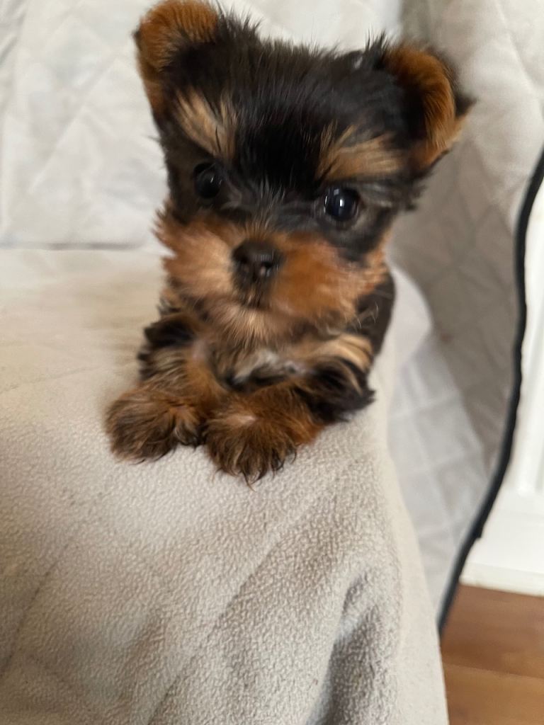 PUREBRED Toy size Yorkshire Terrier Puppy little BOY 🐶 