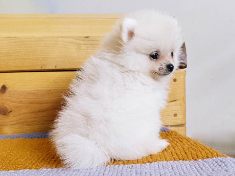 White KC Pomeranian girl - ready now