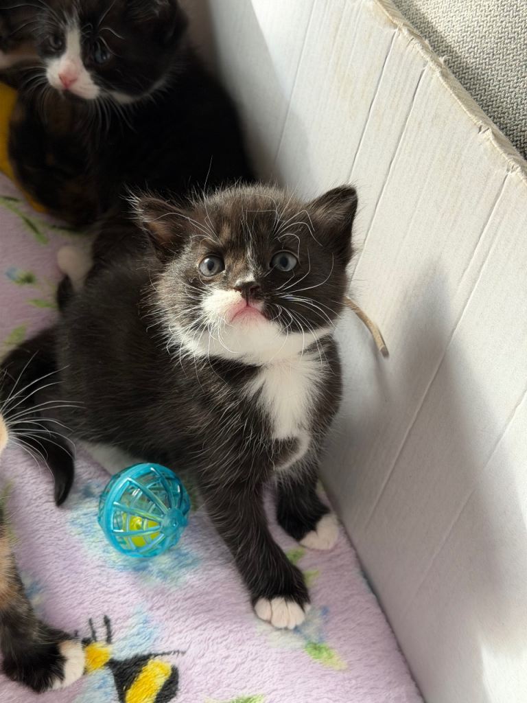 Beautiful fluffy kittens ready in JUNE 
