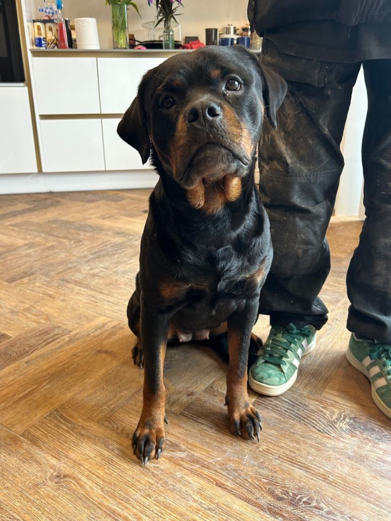 Female Rottweiler 2years old 