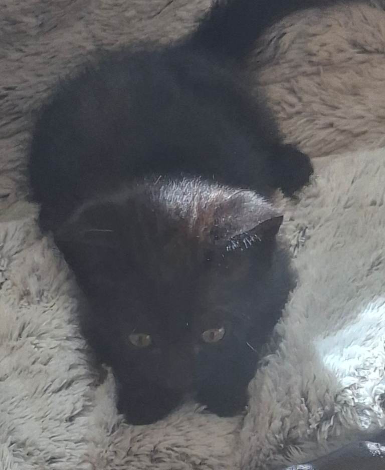 Kittens