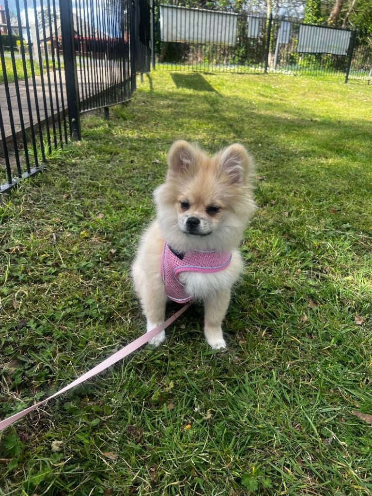 Peekapom Pomeranian girl puppy 19 weeks 