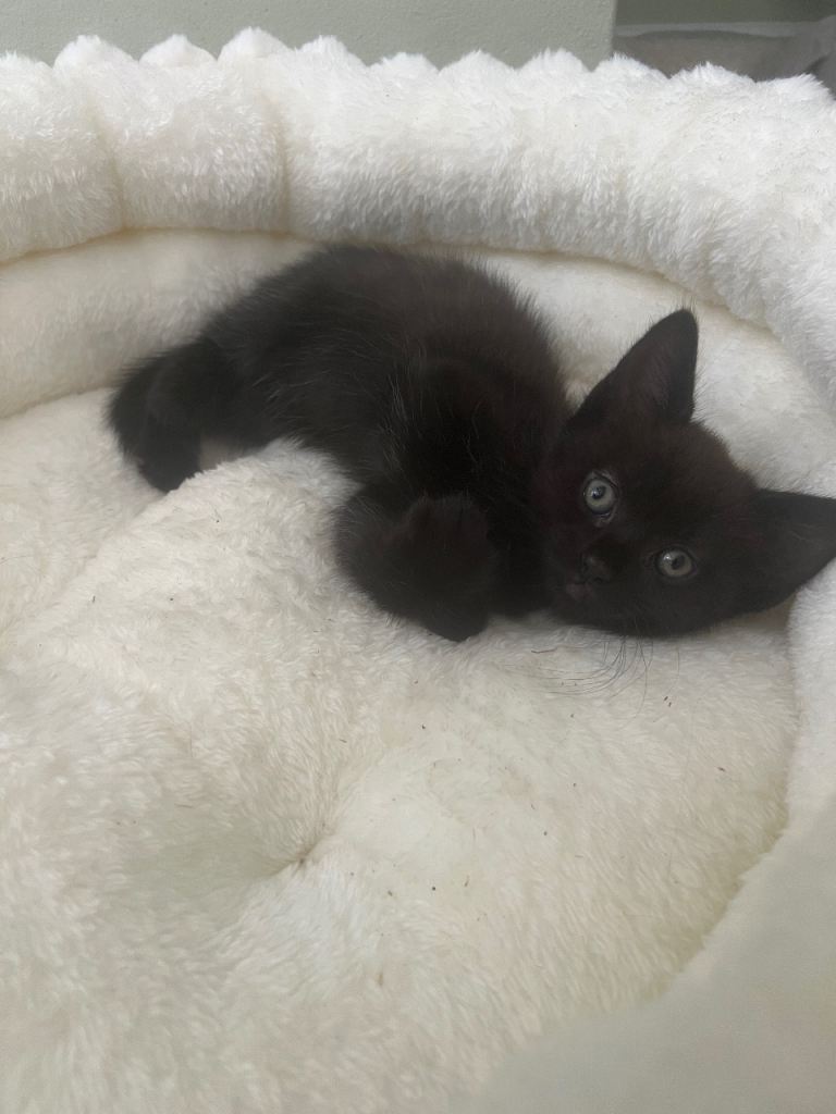 Last Kitten Remaining 🐈‍⬛ 