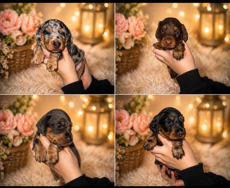 Kc Gorgeous Dashchund puppies