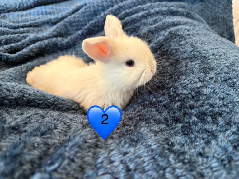 Pure bred mini lop bunnies