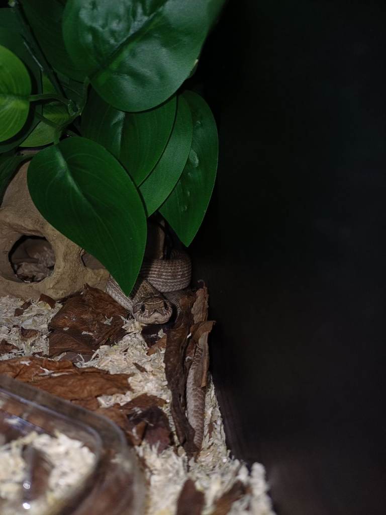 Hog nosed snake 1 year old with full set up.