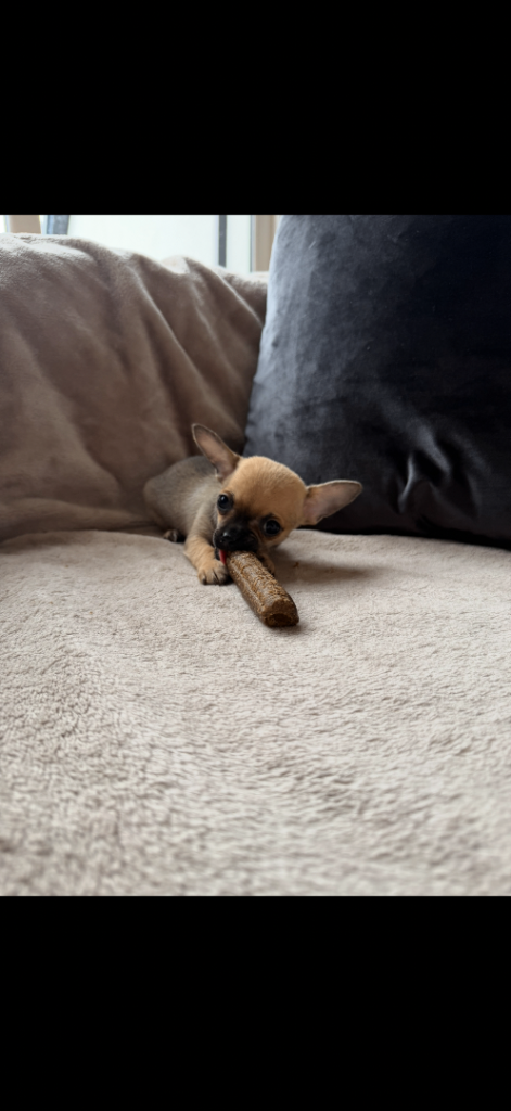Beautiful male Chihuahua puppy for sale  