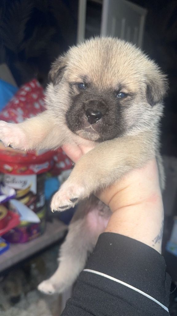 Akita/staffy pups 