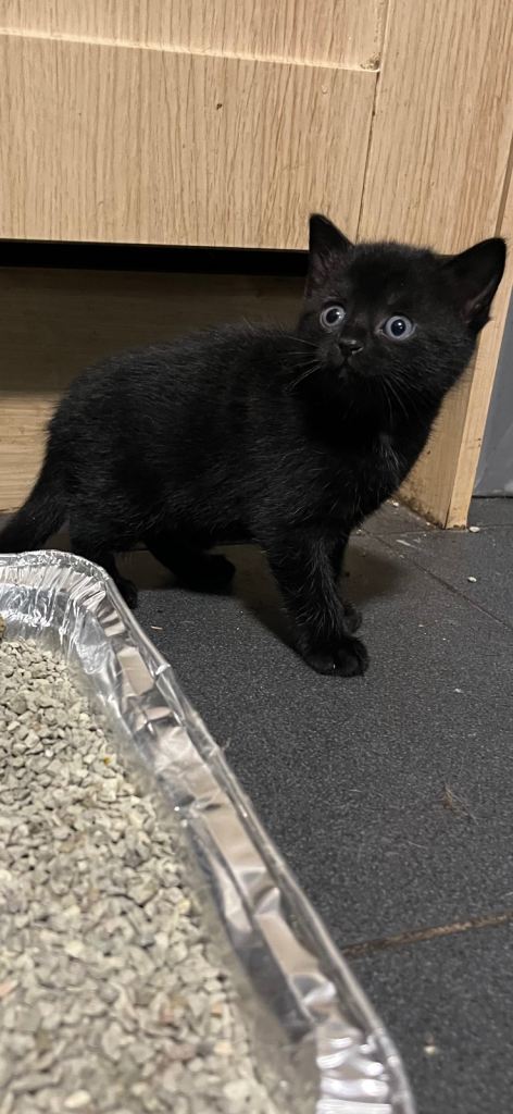 Adorable Kittens for sale (3Left)