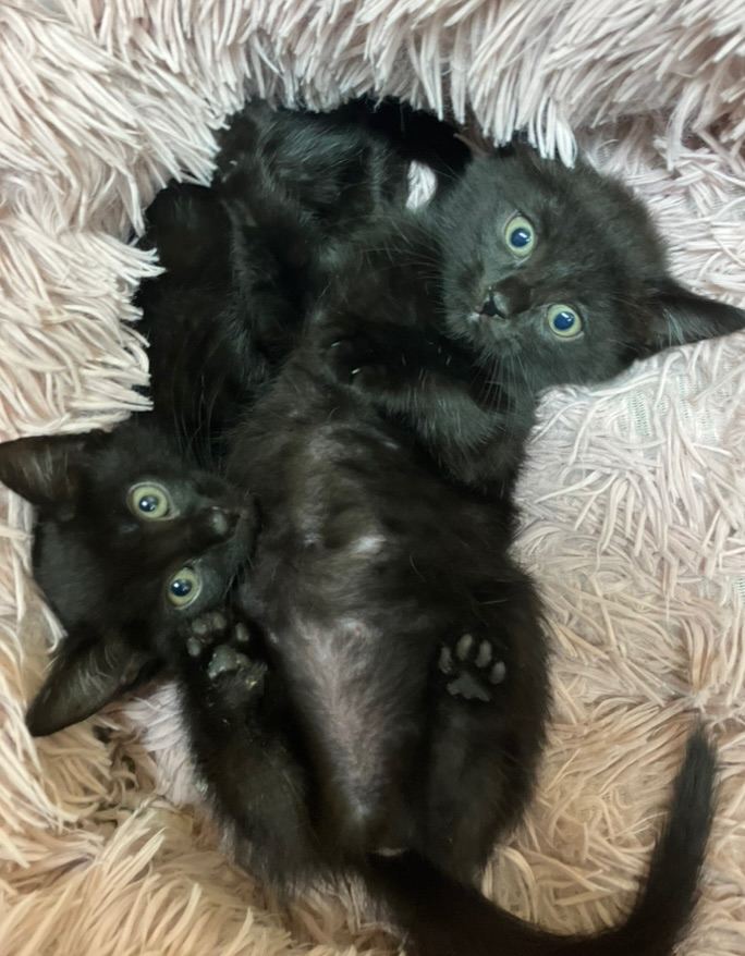 kittens to a good home