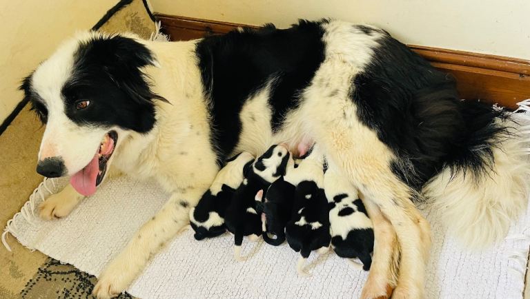 Black and White Border Collie Puppies 