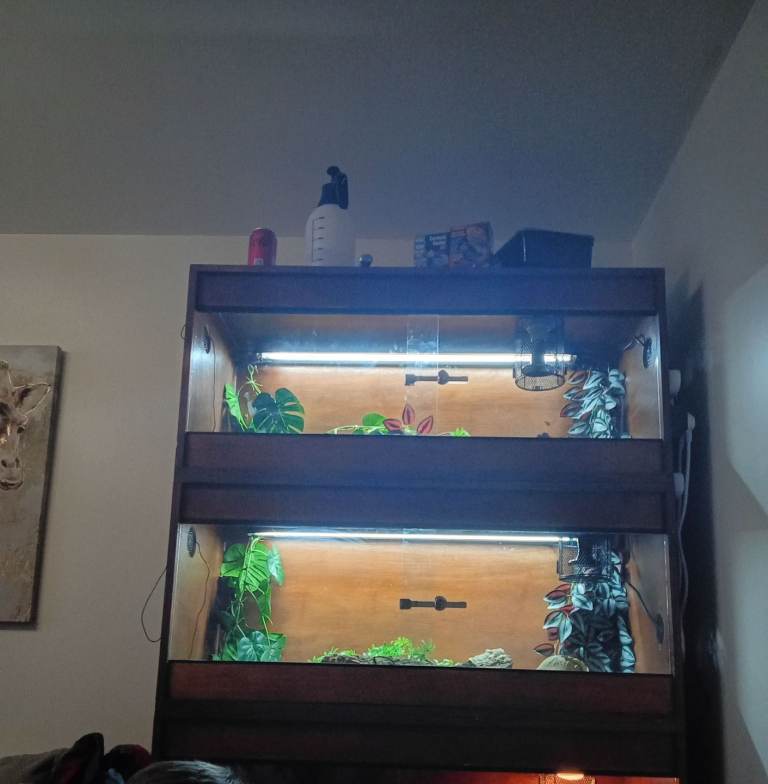 Vivarium plus full set up 