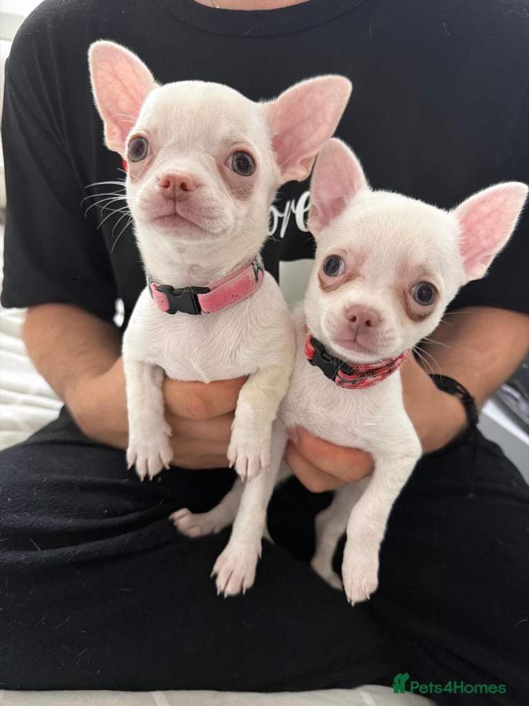 2 beautiful female chihuahuas