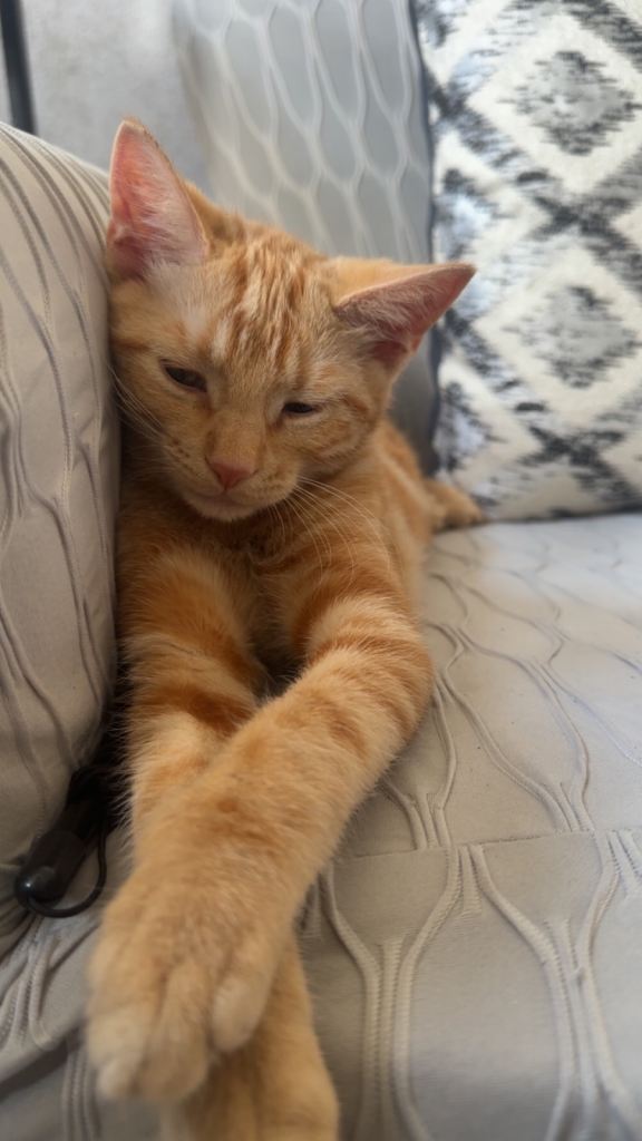 Ginger tabby kitten 