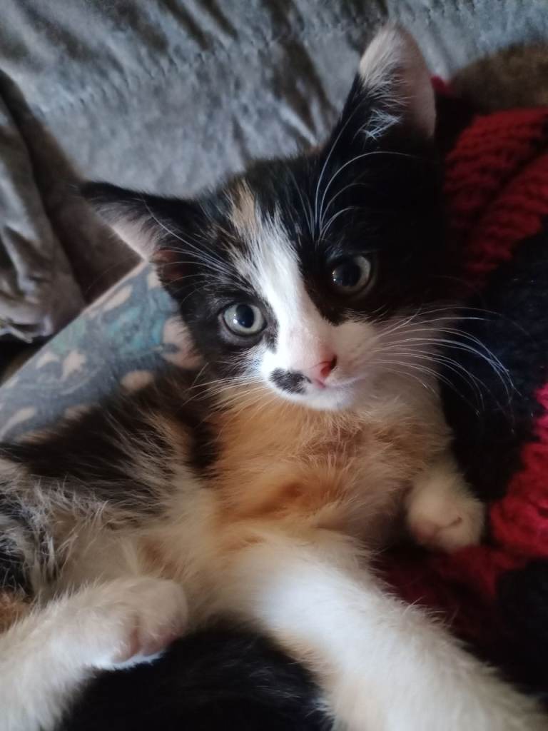 Calico Kitten (reserved)