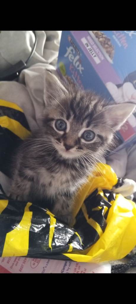 Male Tabby Kitten For Sale !! *INCLUDES EVERYTHING YOU WILL NEED*