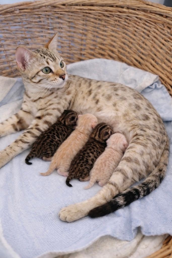 Last Bengal kittens Ready Now