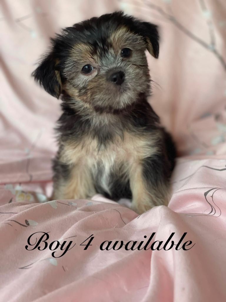 Shorkie 3 boys fully Vaccinated &Microchipped