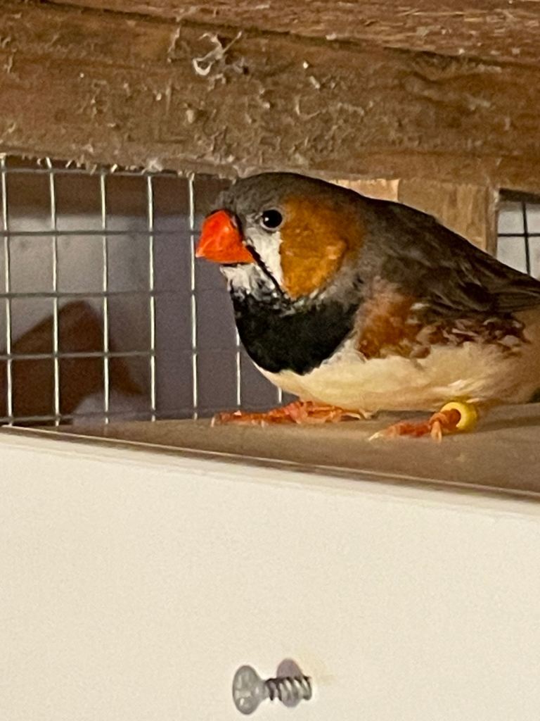 Zebra finches 13 December. Black mutations isobel