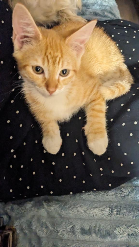 Kittens
