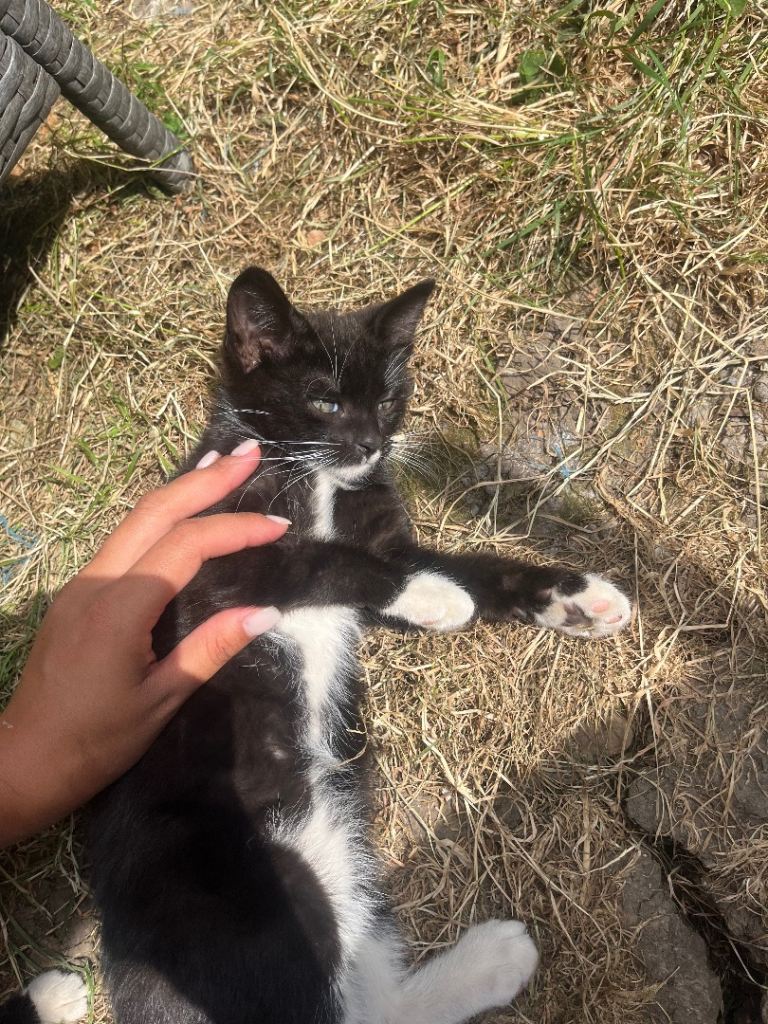 Kitten 