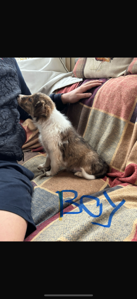 Welsh collie x boarder collies 