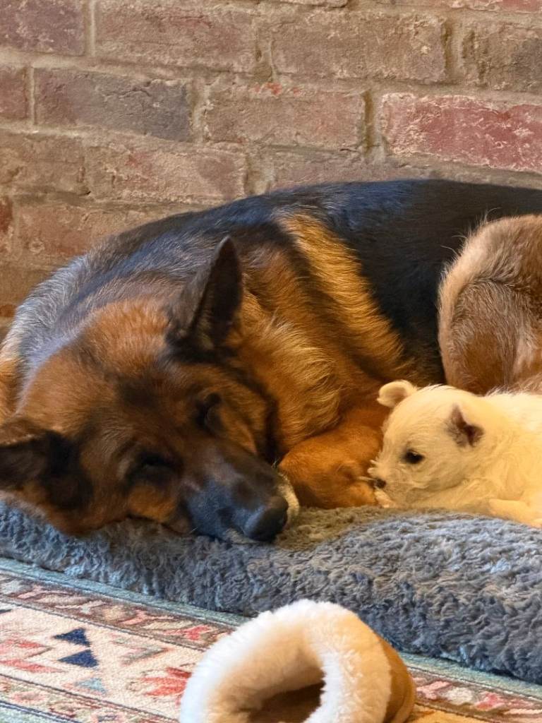 Pedigree German shepherd free to the very best home