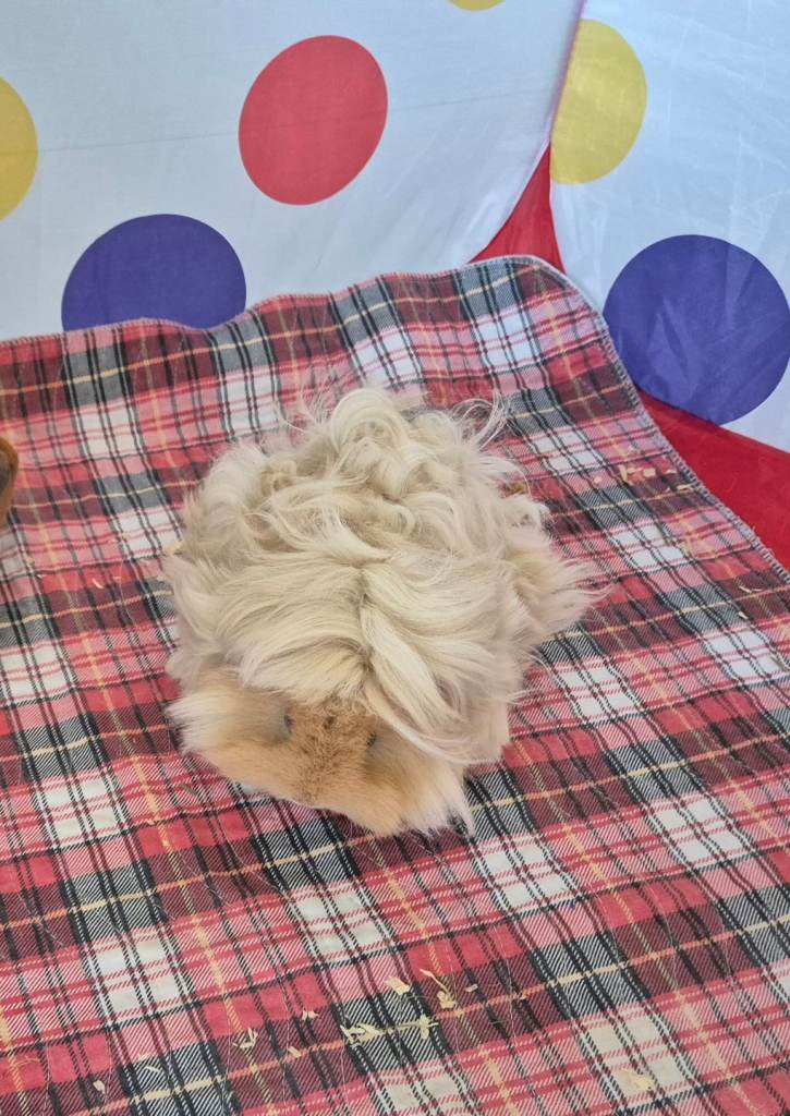 Female lunkarya guinea pig