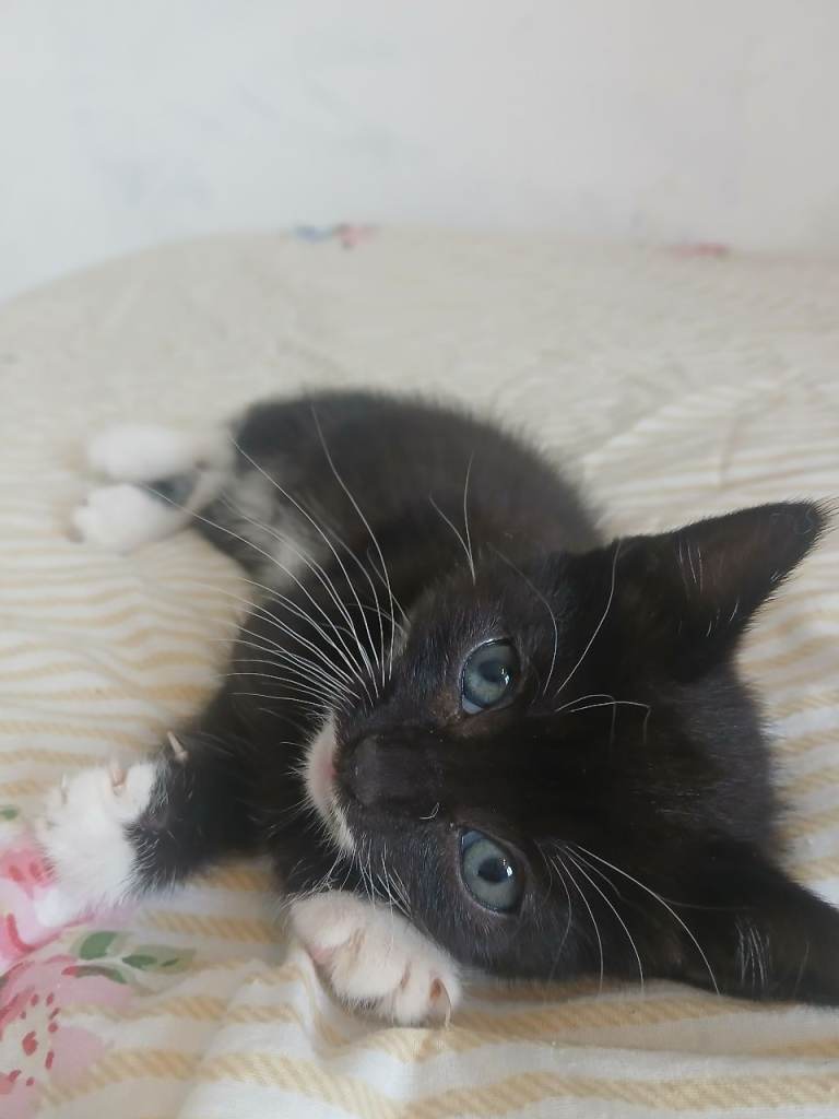 3 tuxedo kittens