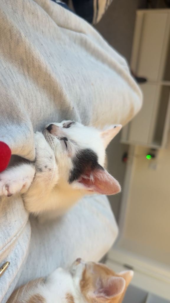 Beautiful male kitten 