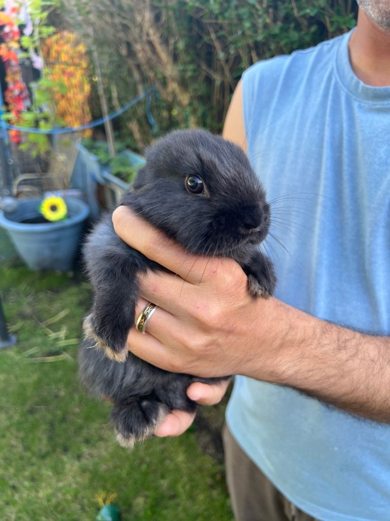 Rabbits/ bunnies for sale 