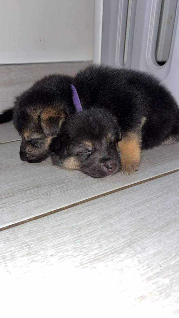 Shepsky (German shepherd/ Husky) 