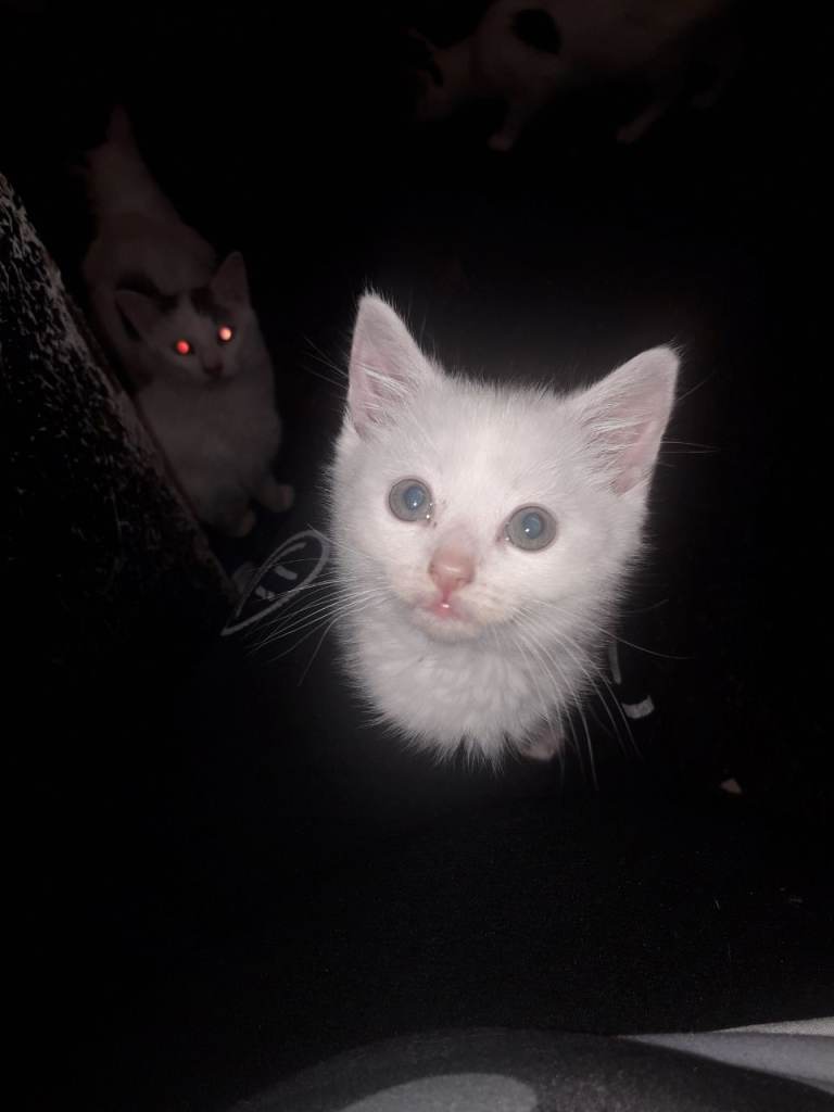 Beautiful kittens 