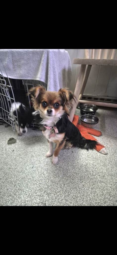 9 month old pomeranian x chihuahua 