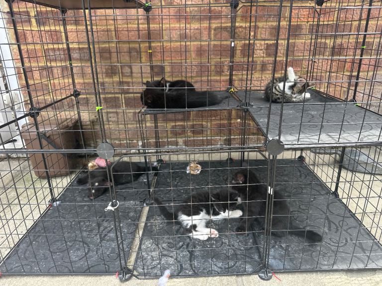 ❤️ 6 Adorable Kittens Looking for Their Forever Homes! ❤️