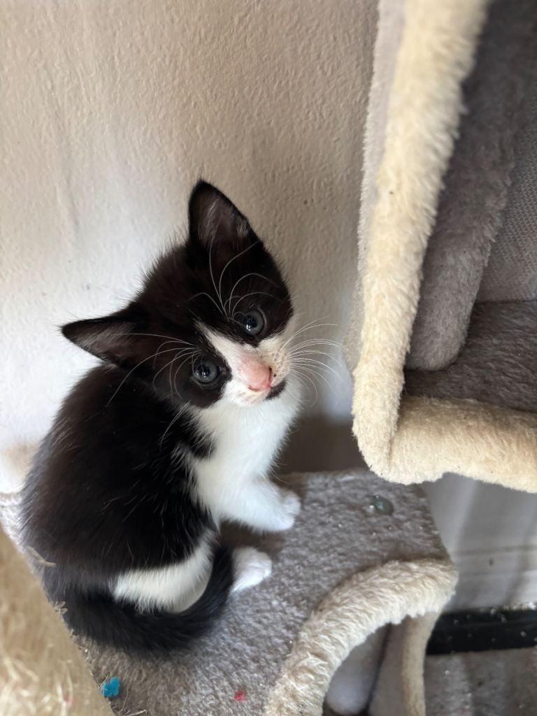 Kittens