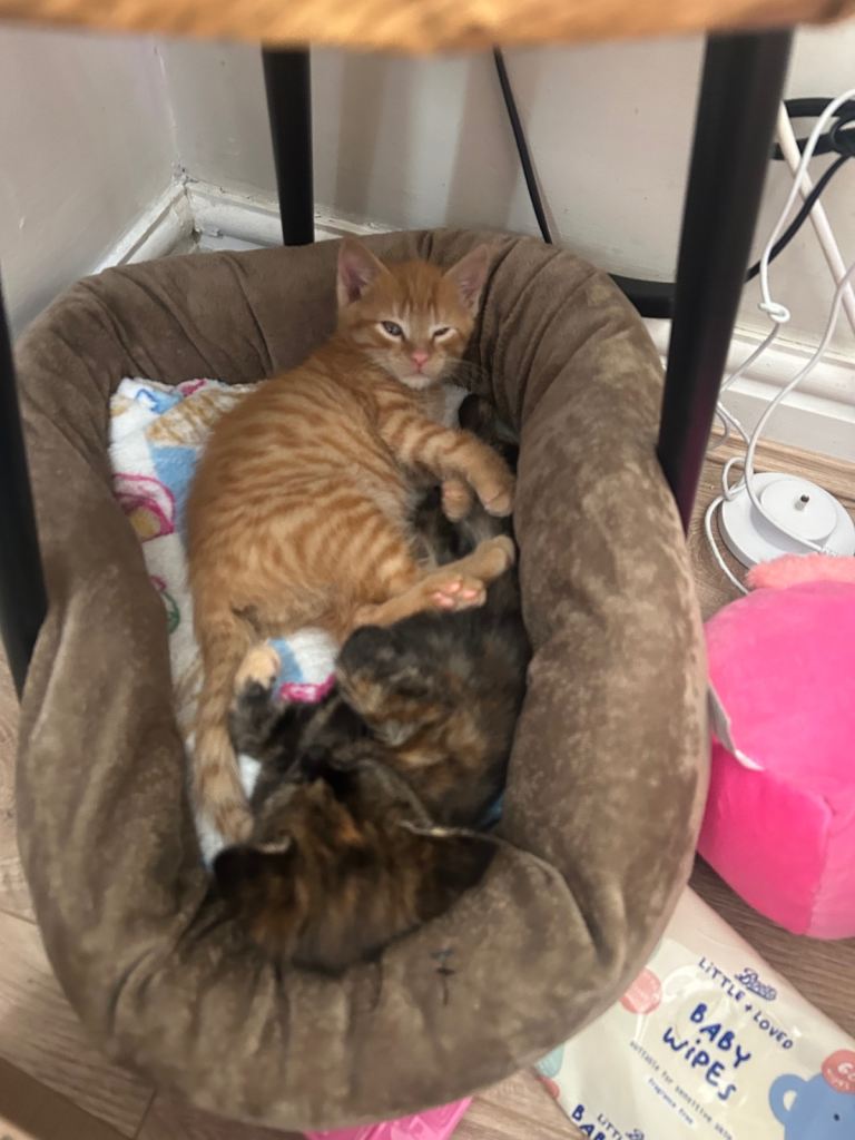 2 baby kittens 