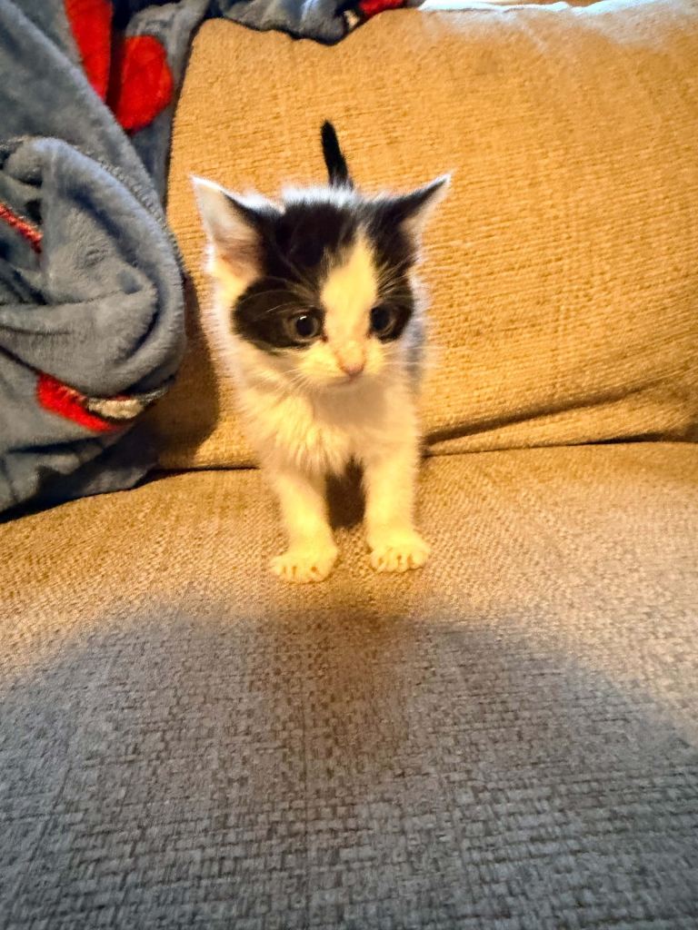 Kittens