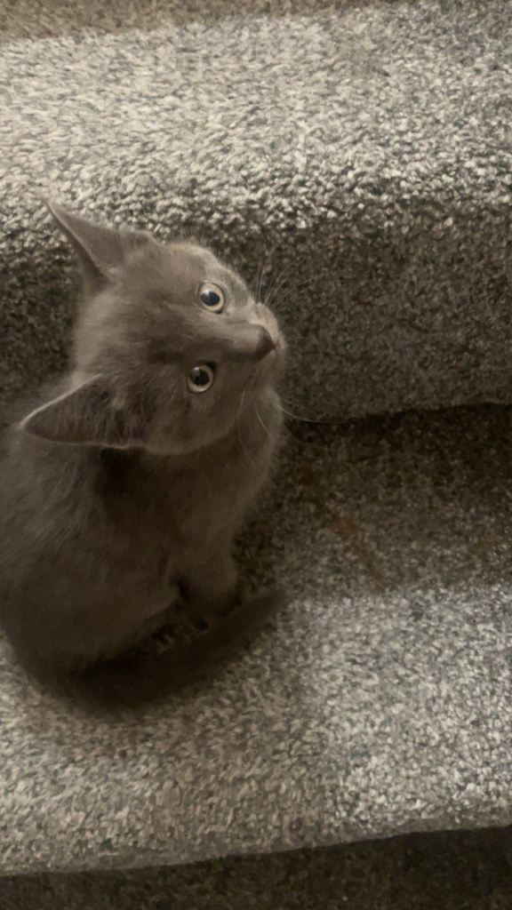 Beautiful male kitten British shorthair 