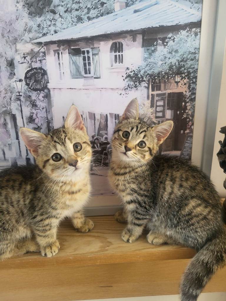 Two gorgeous kittens are looking for forever home